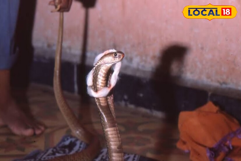 काळाच्या ओघात नागपंचमी साजरी करण्याच्या पद्धतीत बदल घडत आहे. मात्र 1953 साली शिराळ्यातील नागपंचमी एक लोकोत्सव आणि धार्मिक परंपरा कशी होती याची माहिती लेखक धों.म. मोहिते यांच्या लेखातून समजते. गेल्या काही काळापासून जिवंत नागाची पूजा बंद असली तरी प्रतिकात्मक उत्सव सध्याही शिराळ्यात दरवर्षी होत असतो. 