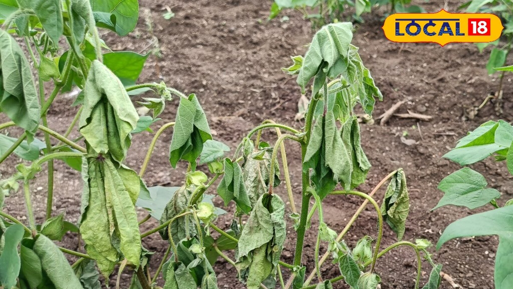 Agriculture News: पांढऱ्या सोन्यावर नवीन रोगाचा हल्ला,शेतकरी पुरते हैराण, अखेर दही आणि गुळाने केला चमत्कार