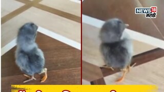 मालवणात कोंबडीच्या पिल्लाला तीन पाय!
मालवणात कोंबडीच्या पिल्लाला तीन पाय!