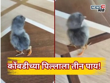 मालवणात कोंबडीच्या पिल्लाला तीन पाय!
