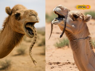 camel swallows snake