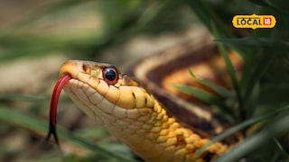 snake near trees snake near trees