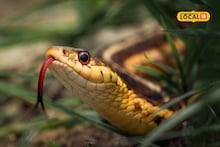 Snakes : पावसाळा संपला तरी सर्पदंशाचा वाढता धोका, महाराष्ट्रात इथं 26 दिवसांत 21 जनांना दंश