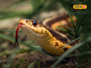 snake near trees