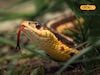 Snakes : पावसाळा संपला तरी सर्पदंशाचा वाढता धोका, महाराष्ट्रात इथं 26 दिवसांत 21