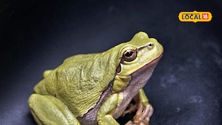 frog croaking in rain frog croaking in rain