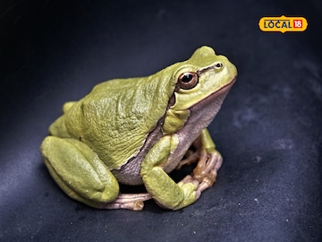 frog croaking in rain