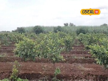 शेती एकच पण घेतली 2 पिकं, शेतकऱ्याने 5 लाख रुपये कमावले!