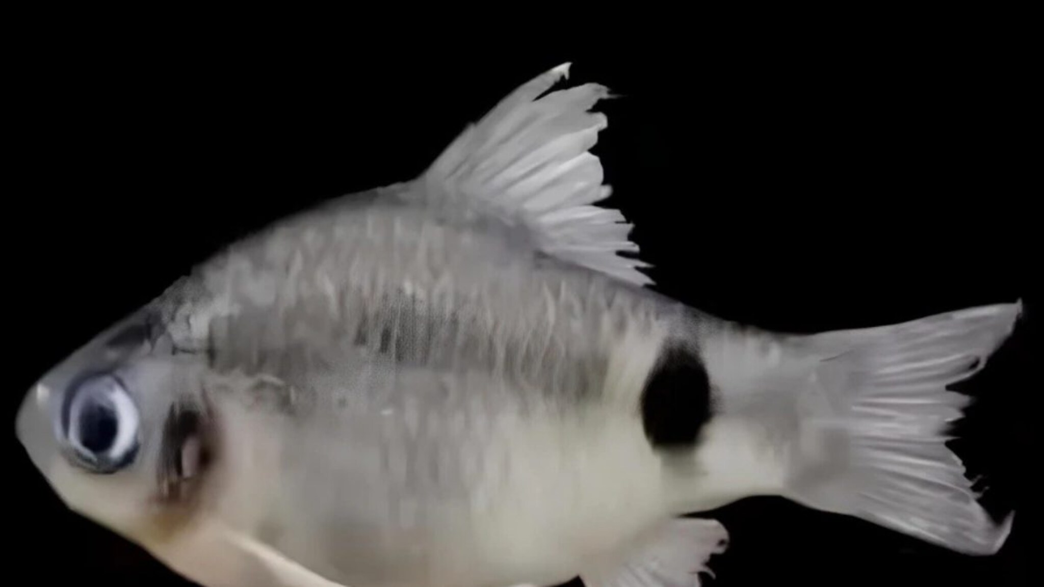 ईशान्य भारतात मोठा शोध! ब्रह्मपुत्रा नदीत सापडली माशाची नवी प्रजाती, नाव ऐकून व्हाल चकित!