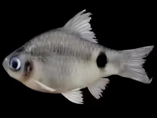 Pethia dibrugarhensis Pethia dibrugarhensis