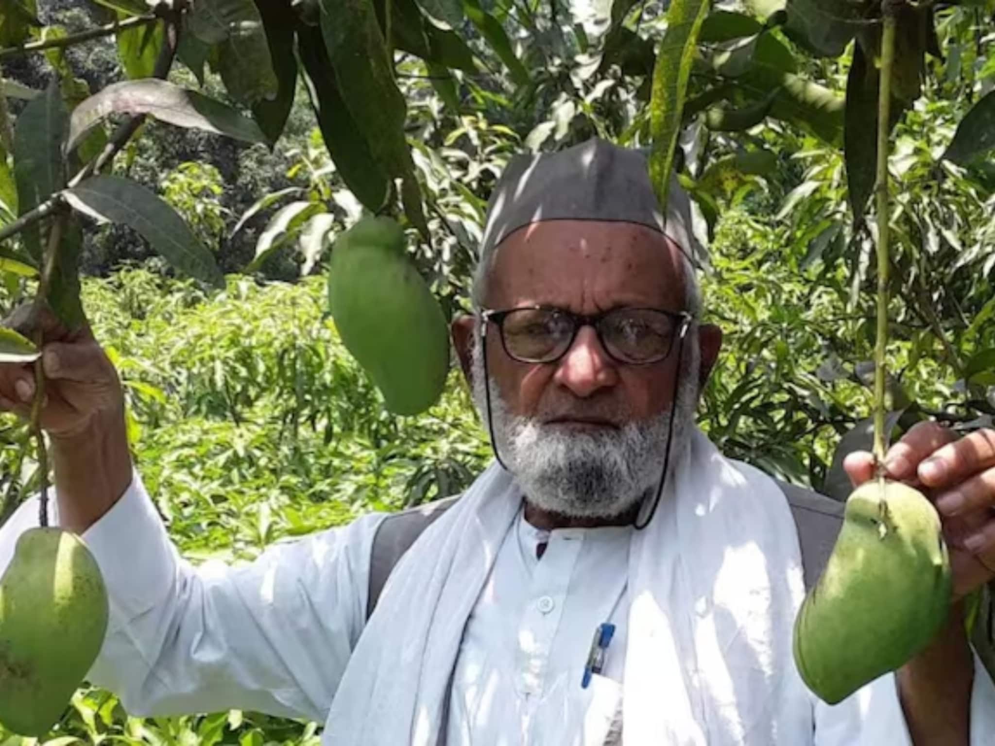 सातवी नापास 'मँगो मॅन'! एकाच झाडावर पिकवल्या 350 आंब्याच्या जाती; 84 वर्षीय आजोबांनी केला चमत्कार, वाचा सविस्तर...