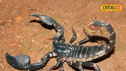 scorpion sting treatment scorpion sting treatment