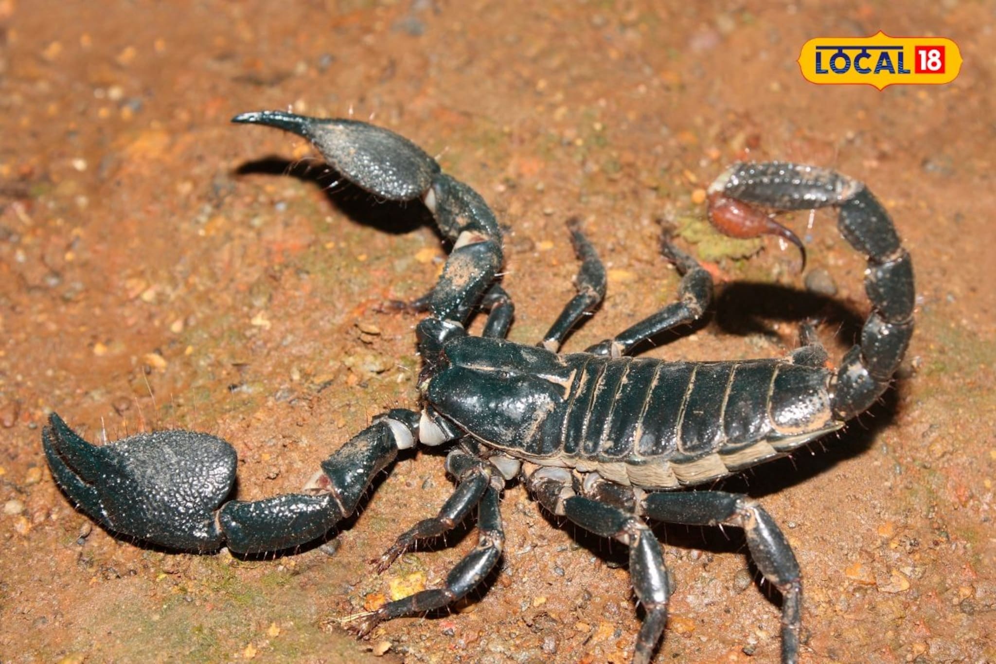 अचानक विंचू चावला? त्वरित करा 'हे' आयुर्वेदिक उपाय; 5 मिनिटांत उतरेल विष