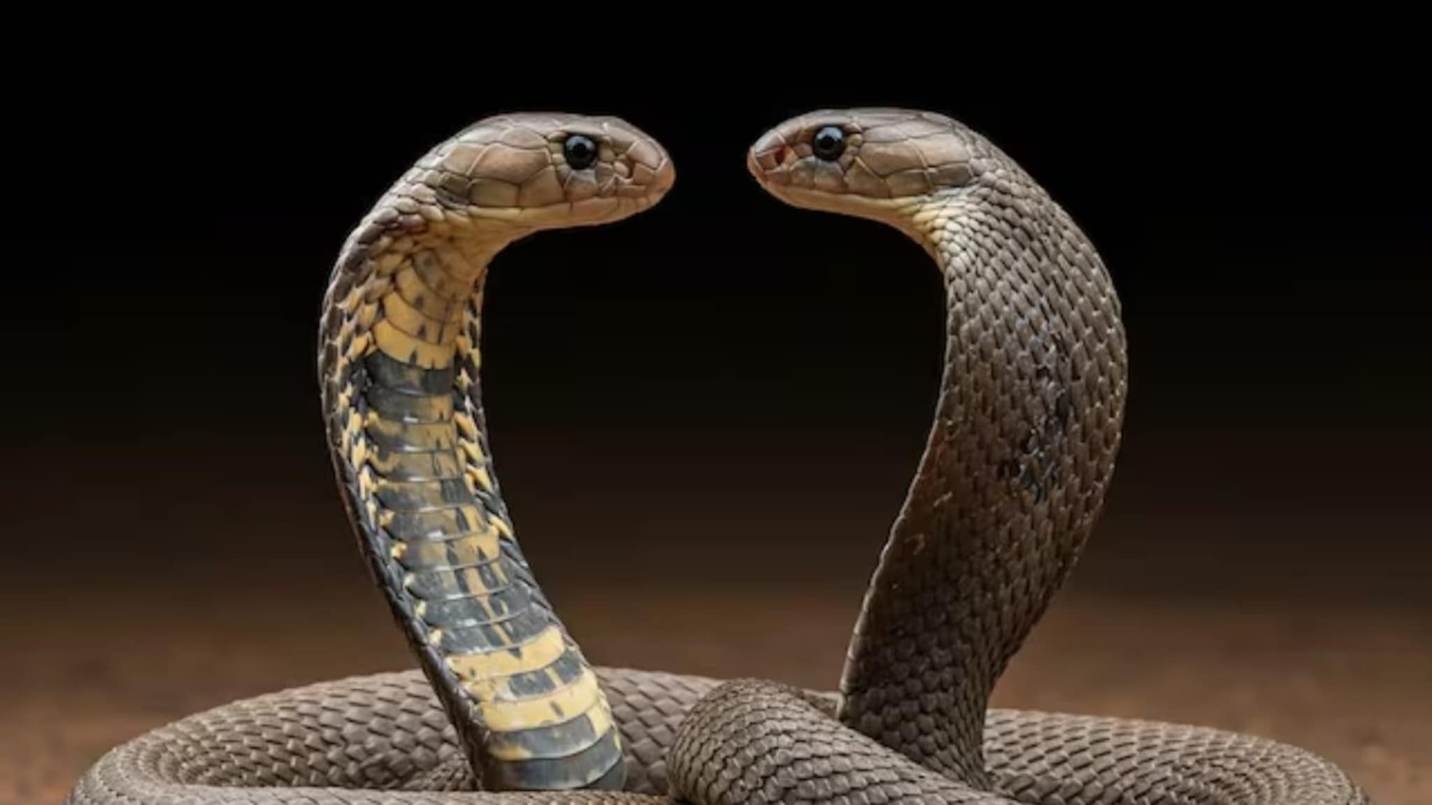 नाग मेला की, नागीण खरंच जीव देते की बदला घेते? कसं असतं त्यांचं नातं? विज्ञानाने उलगडलं रहस्य!