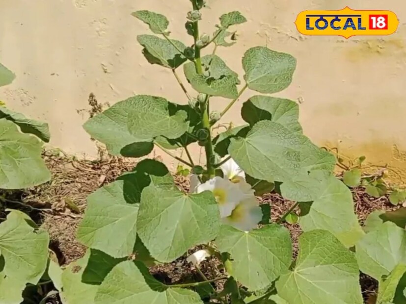 तुम्ही त्याची पाने, मुळे आणि फुले पाण्यात उकळून काढा किंवा चहा म्हणून पिऊ शकता. नारळ किंवा बदाम तेलात त्याच्या पाकळ्या मिसळून, गरम करून त्वचेवर लावल्याने त्वचेशी संबंधित समस्या दूर होतात. त्याच्या पानांचा आणि फुलांचा पेस्ट लावल्याने सूज दूर होते.