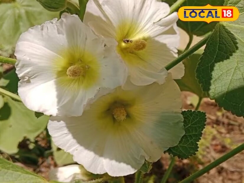 डॉ. प्रियांका म्हणतात, 