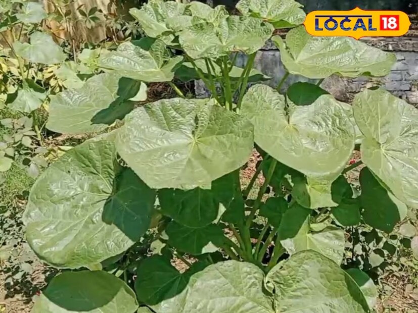 हॉलीयॉकचे सेवन रक्ताभिसरण योग्य ठेवते. याशिवाय, सूज आणि भूक न लागण्याच्या समस्येवर देखील ते प्रभावी आहे. रोगानुसार त्याचा वापर वेगवेगळा आहे. सर्वात महत्त्वाची गोष्ट म्हणजे ते एक औषध आहे, म्हणून ते डॉक्टरांच्या देखरेखीखाली सेवन करावे.