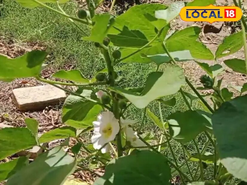 नगर बलिया येथील सरकारी आयुर्वेदिक रुग्णालयातील सात वर्षांचा अनुभवी (औषधात एमडी आणि पीएचडी) वैद्यकीय अधिकारी डॉ. प्रियांका सिंह म्हणतात, 