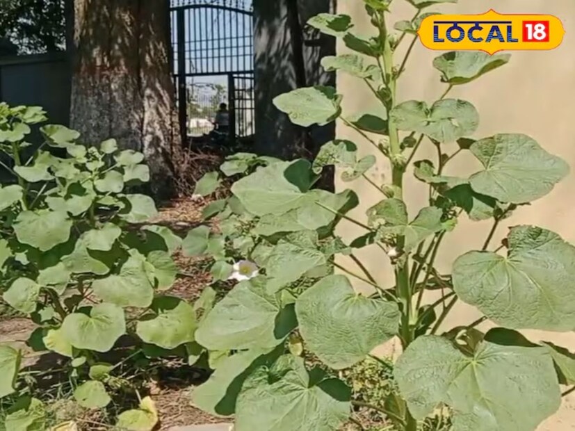 ही एक लहान वनस्पती आहे, ज्याची पाने मोठी, गोलाकार आणि मध्यभागी गडद असतात. त्याची साल हिरवी असते. त्याची फुले मध्यभागी पांढरी आणि पिवळी असतात. ती सहज ओळखता येते. बहुतेक फुलपाखरे किंवा भुंगे त्याच्या फुलांवर फिरतात. या वनस्पतीला हॉलीहॉक किंवा रसिया अल्सिया म्हणून ओळखले जाते. ती औषधी गुणधर्मांनी परिपूर्ण आहे. ही वनस्पती नक्कीच लहान आहे, परंतु त्याचे आरोग्य फायदे प्रचंड आहेत.