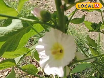 त्वचेचे आजार, ताप, संसर्ग, मासिक पाळी.. यांसह अनेक त्रासांवर रामबाण आहे हे रोप! त्वचेचे आजार, ताप, संसर्ग, मासिक पाळी.. यांसह अनेक त्रासांवर रामबाण आहे हे रोप!