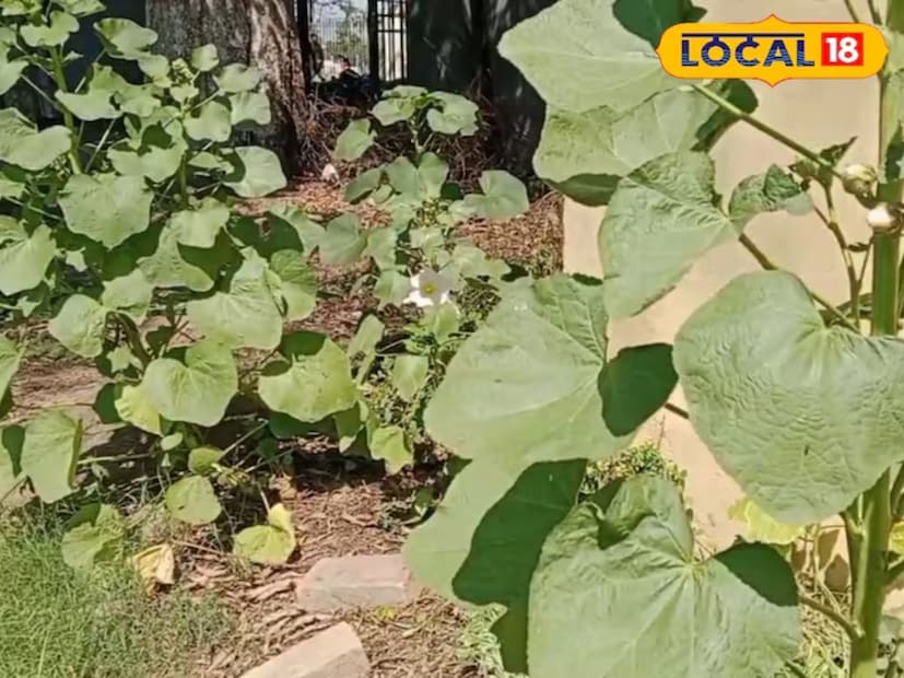 त्याची पाने किंवा फुले रात्री पाण्यात टाकली जातात आणि सकाळी ते पाणी गाळून प्यायल्यानेही फायदे होतात. मात्र औषध असल्याने, काही परिस्थितीत त्याचे हानिकारक परिणाम देखील होऊ शकतात, म्हणून आयुर्वेद तज्ञांना विचारल्याशिवाय त्याचे सेवन करू नका.