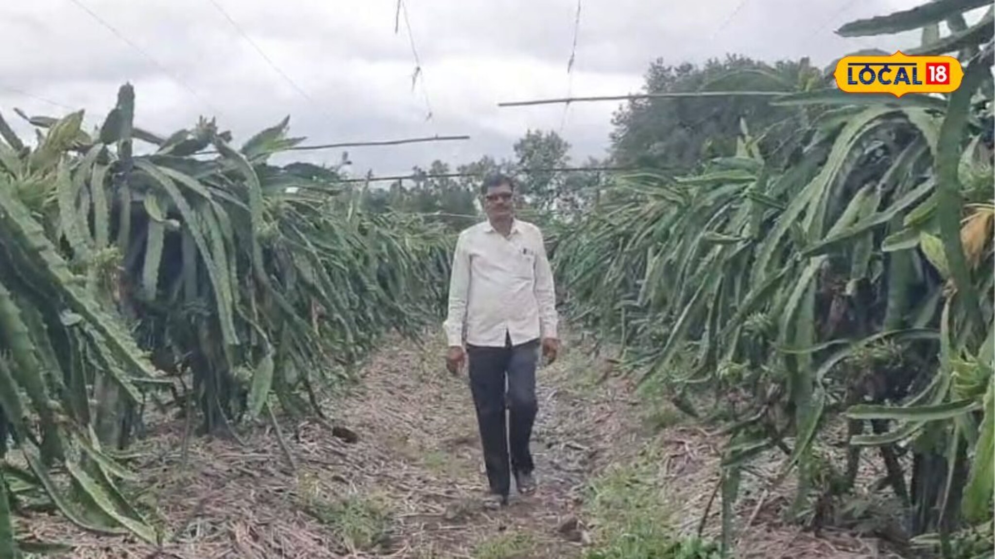 सोलापुरातील शेतकरी भारी, शेतात केला ड्रॅगन फ्रूटचा प्रयोग, मिळणार एकरी 8 लाखांचे