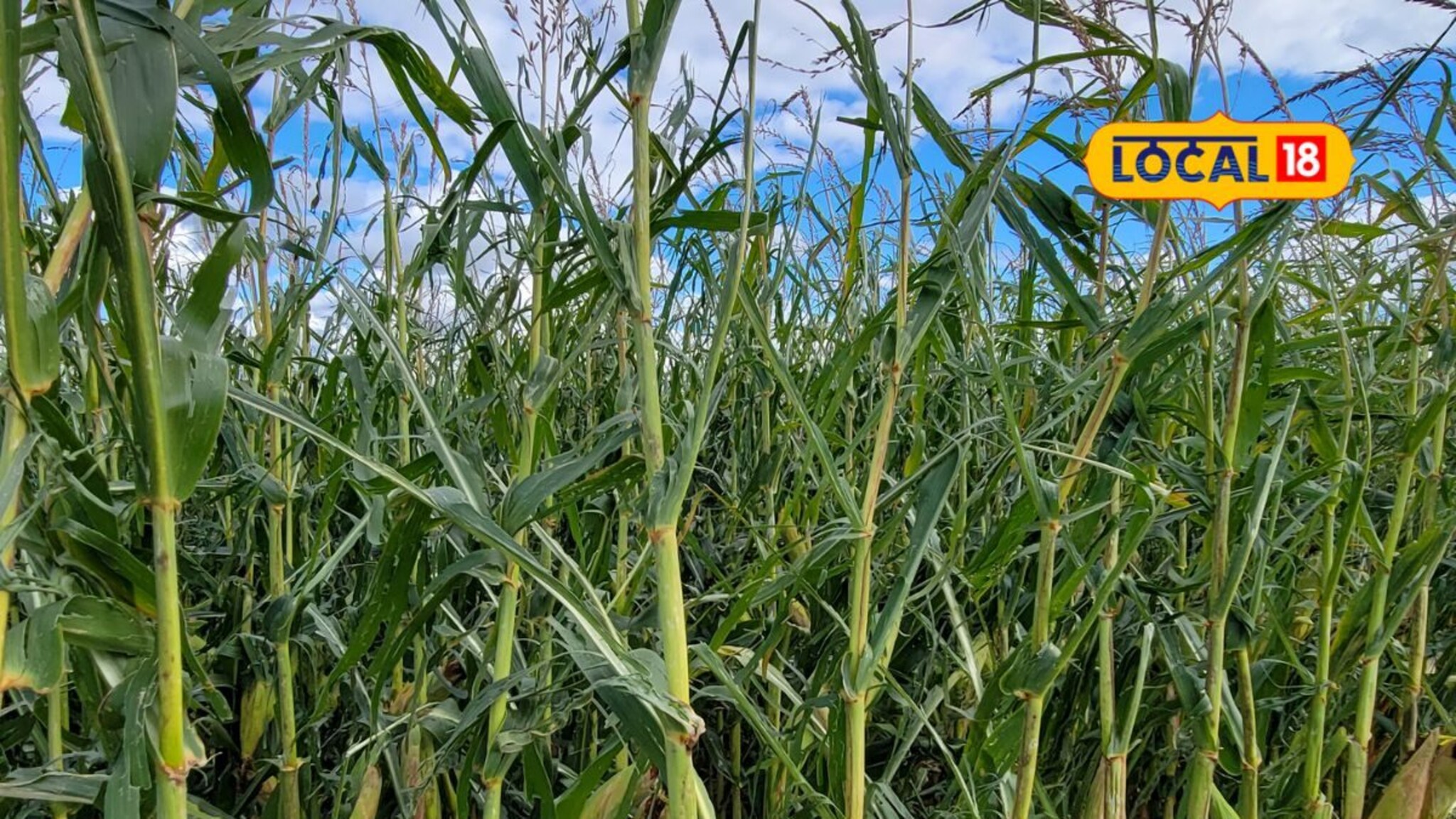 Agriculture News:....तर सरकारकडून शेतकऱ्यांना मिळते 7 लाख 50 हजारांची मदत, योजनेची संपूर्ण माहिती