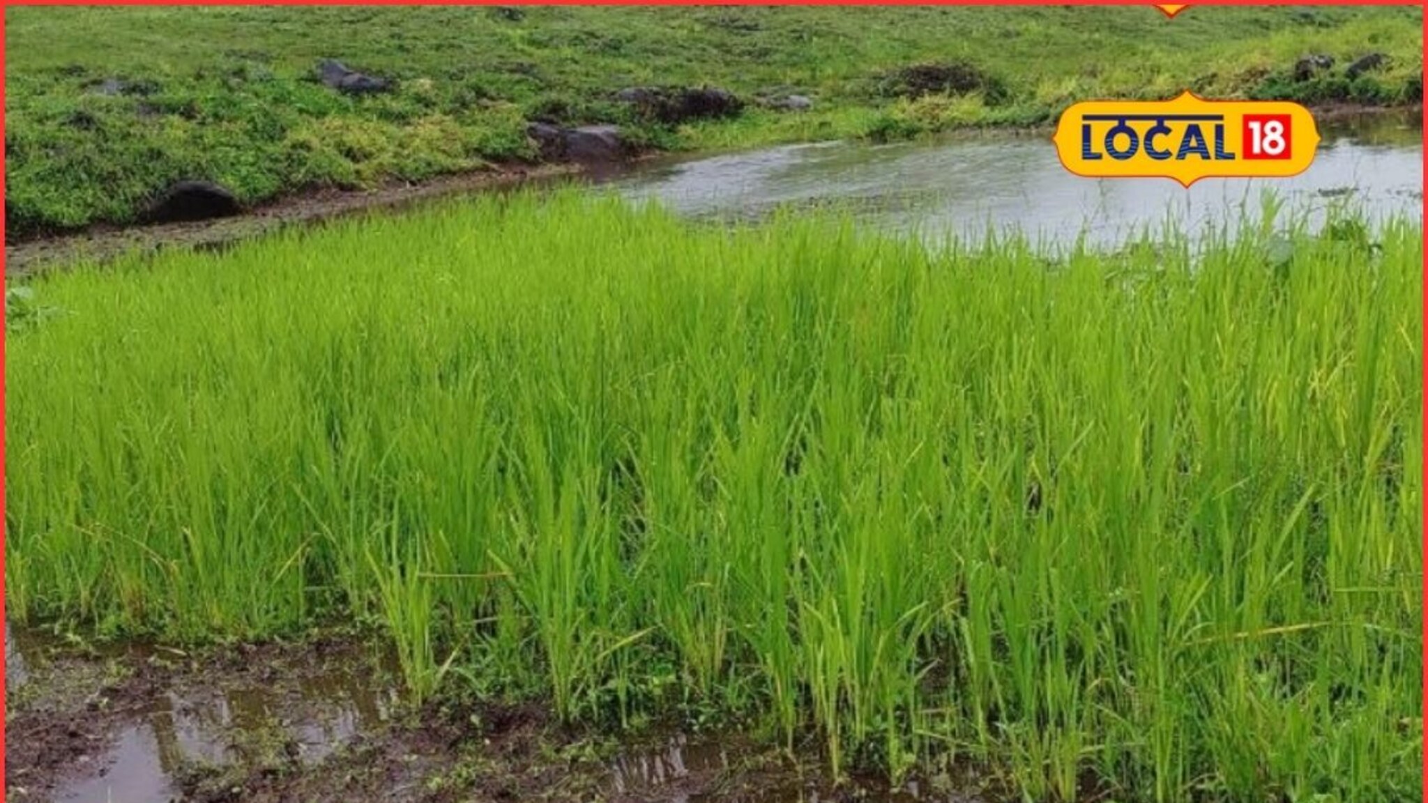 Rice Farming: शिराळ्यातील पारंपरिक भातशेती संकटात, धूळ वाफेची परंपरा खंडित, कारण काय?