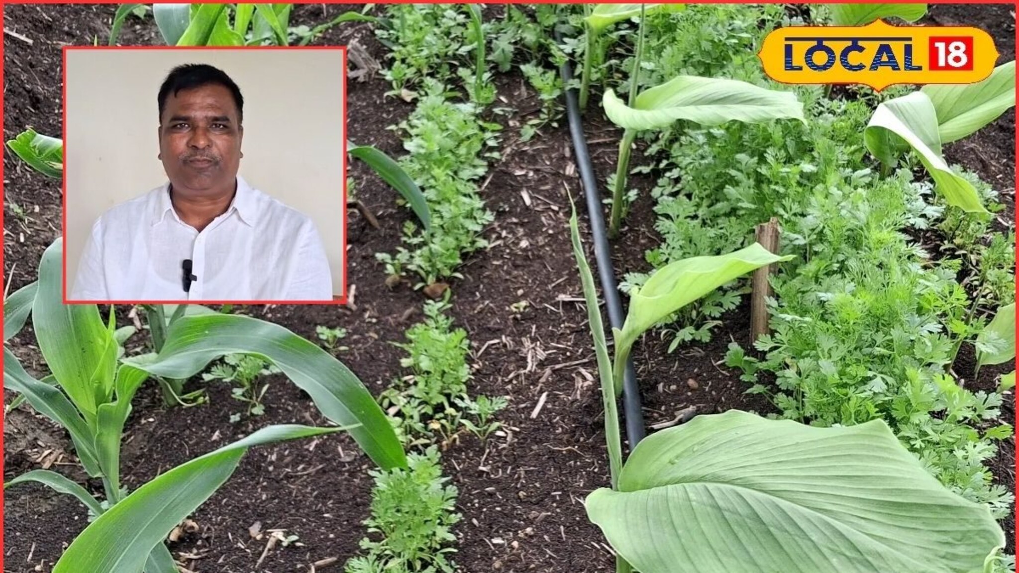 हातात राहील पैसा, आंतरपीक पद्धती कशी फायदेशीर? शेतकऱ्याने सांगितला अनुभव, Video