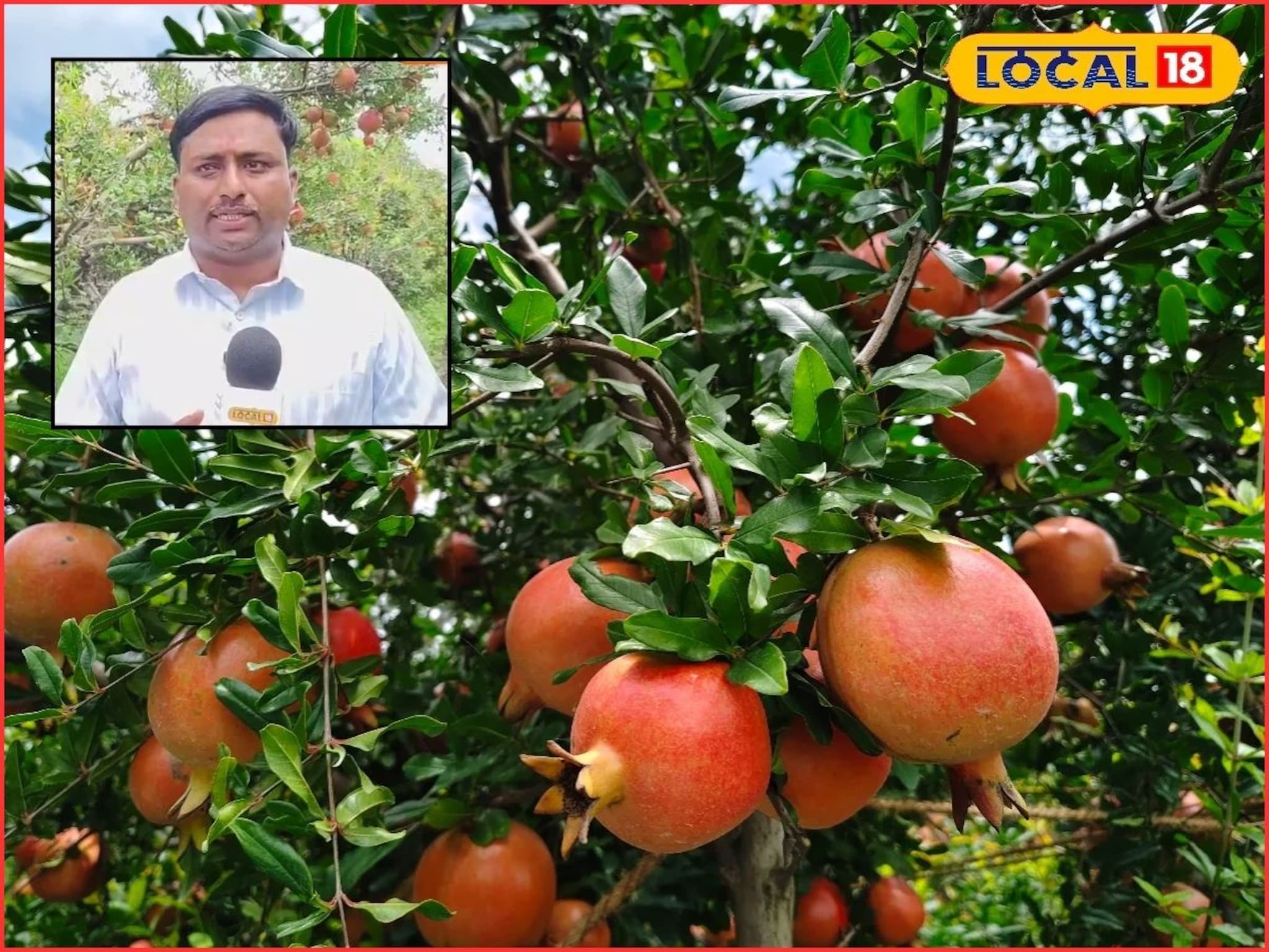 Agriculture Success: छ. संभाजीनगरच्या शेतकऱ्यानं लावलं पैशाचं पीक, 8 एकरात 5000000 रुपयांची कमाई, यशाचा मंत्र काय?