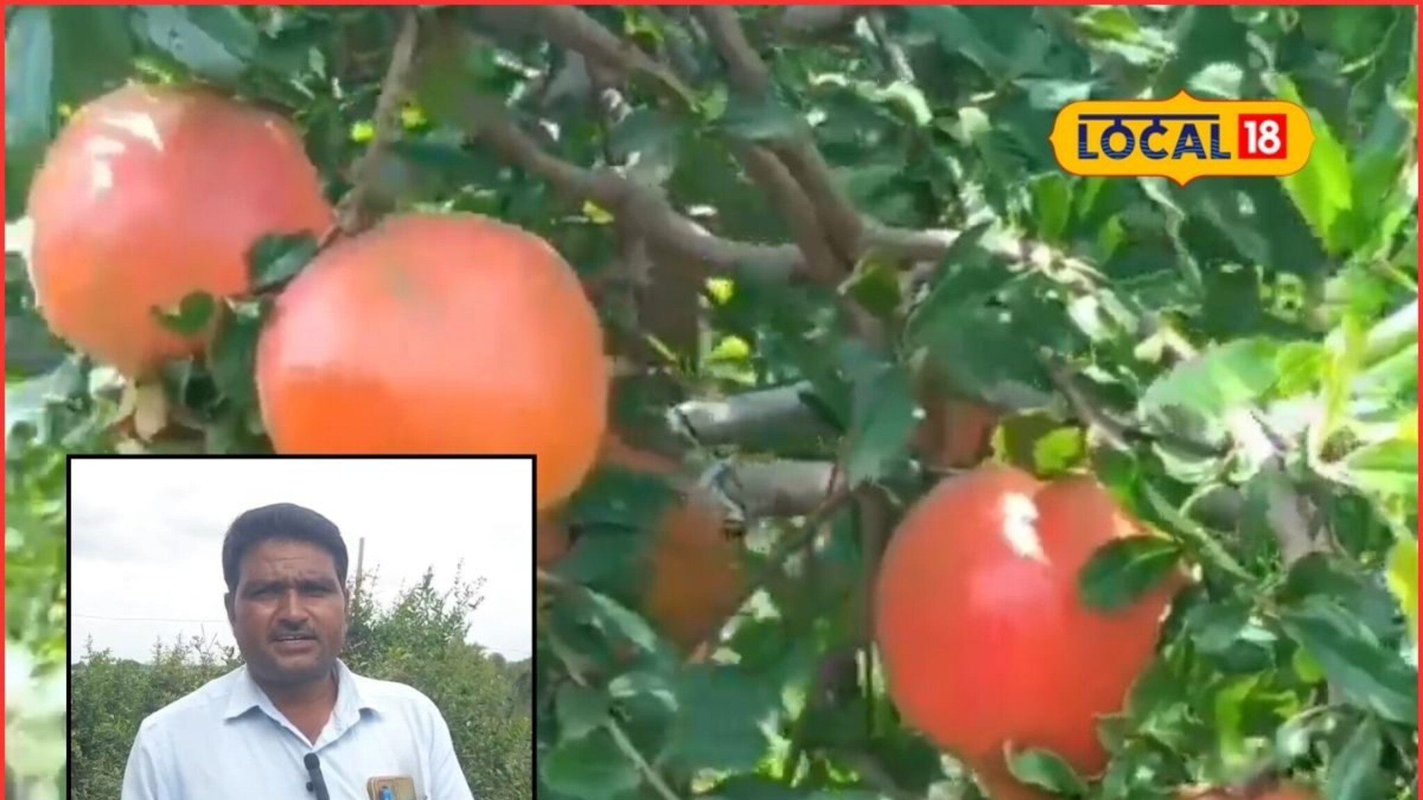 अल्पभूधारक शेतकऱ्यानं चालवलं डोकं, अर्ध्या एकरात पैशाची बाग, आता लाखात कमाई!