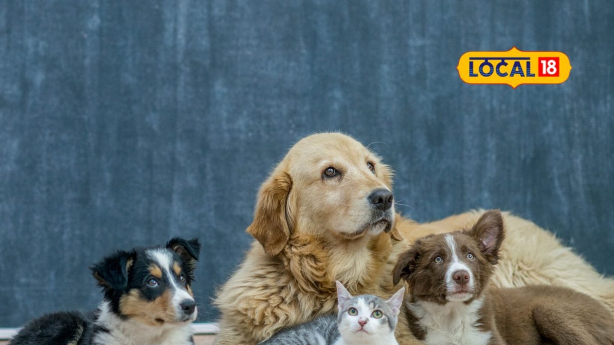 Animal Care: पावसाळ्यात प्राण्यांना त्वचेचे विकार होण्याचा धोका, संसर्गापासून दूर ठेवण्यासाठी करा हे उपाय, Video