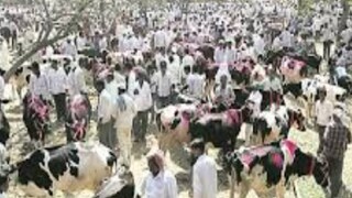 जनावरांचा खरेदी विक्री बाजार