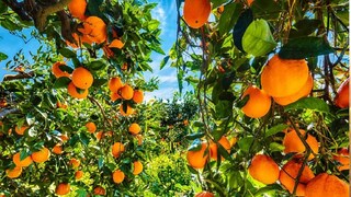 agriculture news agriculture news