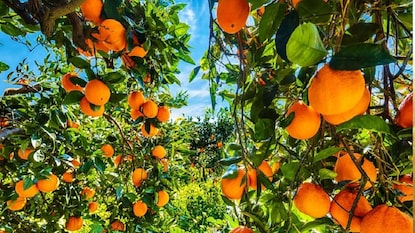 agriculture news agriculture news