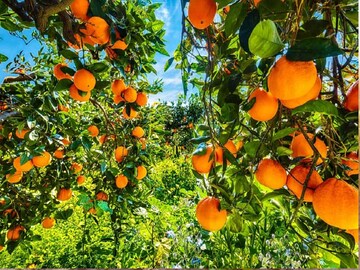 agriculture news agriculture news