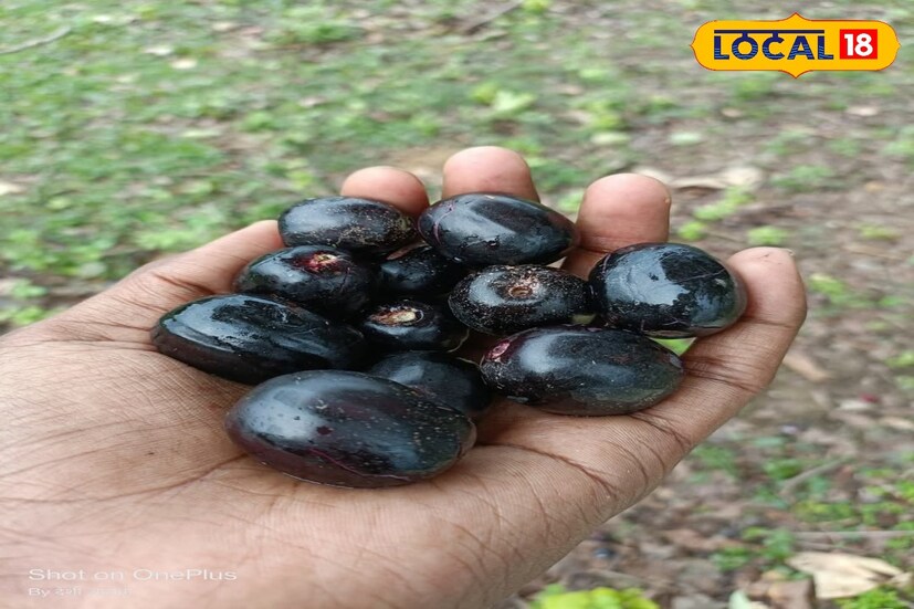 जर यकृत खराब होत असेल किंवा फॅटी लिव्हरची समस्या असेल तर जांभळाच्या बियांची पावडर तुमच्यासाठी योग्य उपाय आहे. ही पावडर शरीरातील विषारी घटक काढून टाकते. यकृताला डिटॉक्सिफाय करते आणि शक्ती देखील देते.