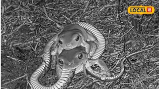 Frog eating snake Frog eating snake