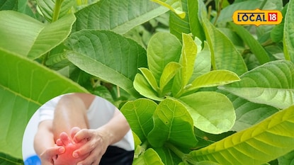 guava leaves guava leaves