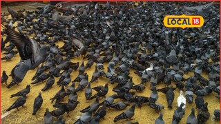 Mumbai Pigeon: कबुतरांना खाऊ घालणं आता पडणार महागात, मुंबईत पहिला गुन्हा दाखल