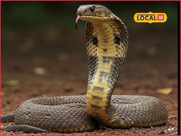 King Cobra: बुटात बसला होता भलामोठा किंग कोब्रा! सुरक्षारक्षकाने पाय घातला अन्...., नवी मुंबईतील घटनेनं खळबळ!