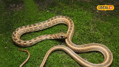 Striped keel snake Striped keel snake