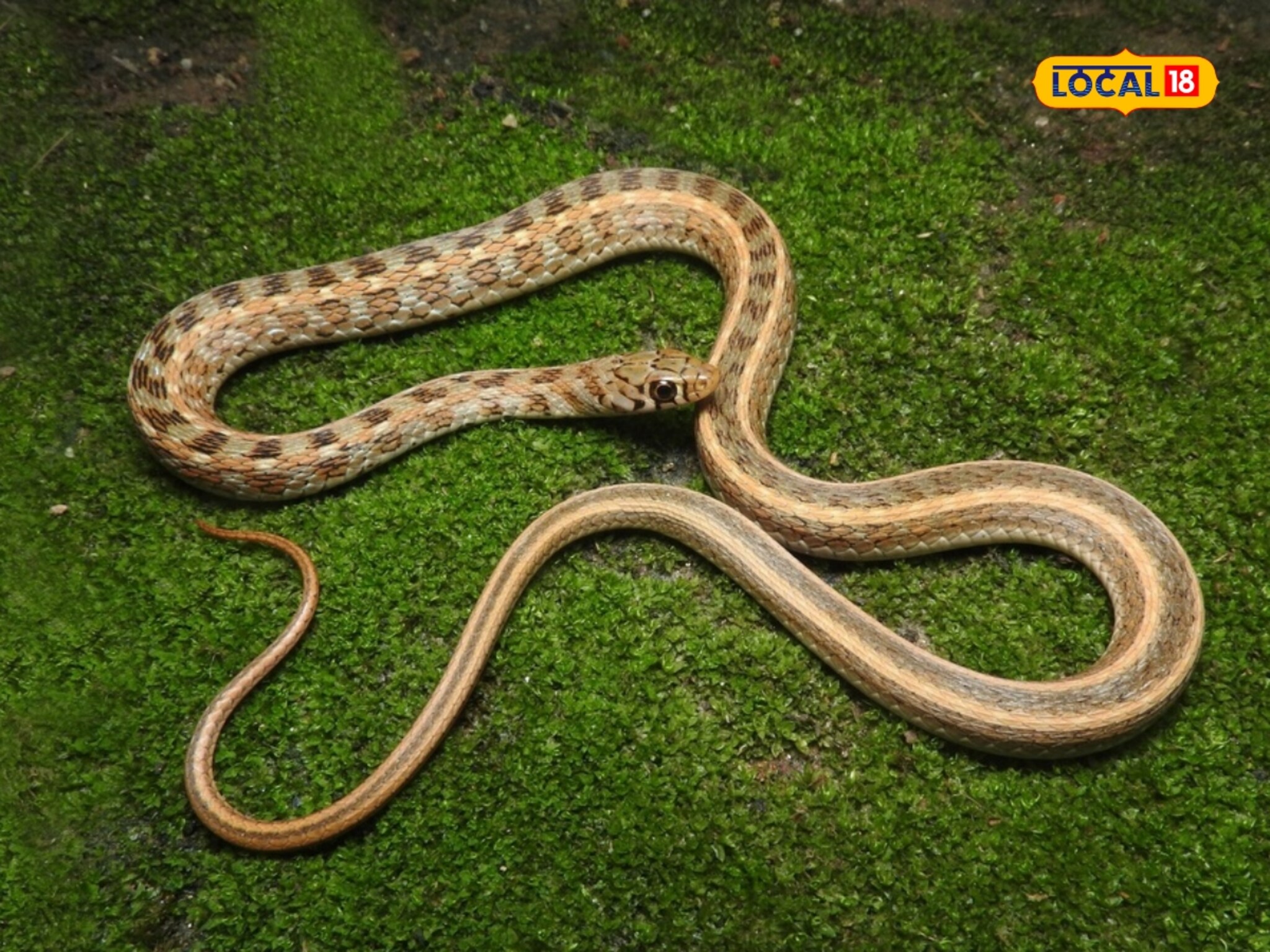 जगातला सर्वात सज्जन साप! कधीच नाही चावत, शेतकऱ्यांचा खास मित्र; पण 'या' गैरसमजांमुळे जातोय बळी! 