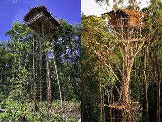 Korowai tribe Korowai tribe