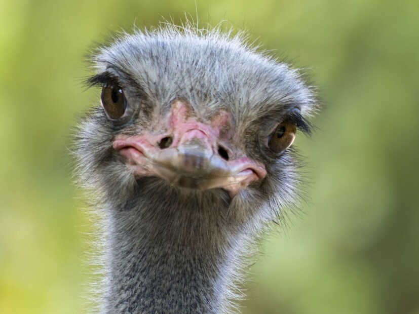 हे ऐकून आश्चर्य वाटतं, पण यामागे निसर्गाचा एक चमत्कार आहे. शहामृग हा मोकळ्या कुरणांमध्ये राहणारा पक्षी आहे, जो भरधाव वेगाने धावू शकतो. पण या मोकळ्या जागांमध्ये शिकाऱ्यांपासून स्वत:चं रक्षण करणं महत्त्वाचं ठरतं. म्हणून त्याच्या डोळ्यांना खूप मोठ्या प्रमाणात प्रकाश आणि हालचाल टिपण्याची क्षमता असते. मोठे डोळे हे त्याला लांब अंतरावरही हालचाल ओळखण्यासाठी आणि शिकाऱ्यांपासून सावध राहण्यासाठी मदत करतात.