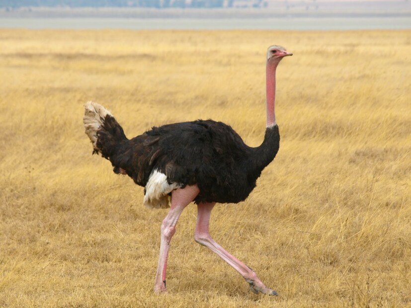 शहामृग उडू शकत नाही, पण त्याचा वेग खूप असतो ते ताशी 70 किलोमीटरपर्यंत धावू शकतात. त्याचे डोळे त्याला सतत सावध ठेवतात आणि वेगाने पळण्यास मदत करतात.