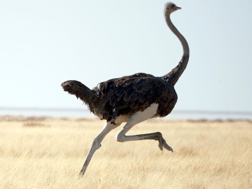 नेचरल हिस्ट्री म्युझियमच्या माहितीनुसार, शहामृगाचे डोळे जवळपास ५ सेंटीमीटर व्यासाचे असतात, जे पृथ्वीवरील कोणत्याही स्थलीय प्राण्याच्या डोळ्यांपेक्षा मोठे मानले जातात. याच्या तुलनेत, त्याचा मेंदू फारच लहान, म्हणजेच डोळ्यांपेक्षा लहान आकाराचा असतो.