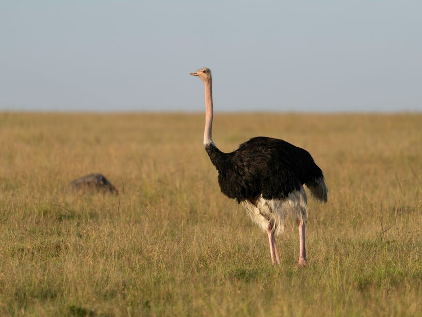 हा जीव आहे शहामृग (Ostrich). हा पक्षी केवळ जगातील सर्वांत मोठा पक्षी म्हणूनच ओळखला जात नाही, तर आणखी एका विशेष कारणासाठी प्रसिद्ध आहे. शहामृर्गाचे डोळे त्याच्या मेंदूपेक्षा मोठे असतात.