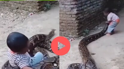 अजगराचा धक्कादायक व्हिडीओ