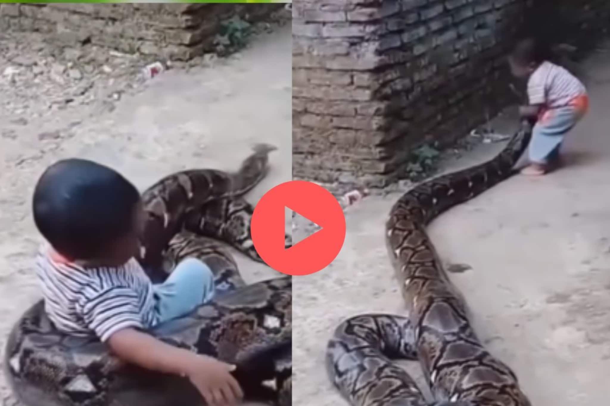 खेळता खेळता चिमुकला अजगराच्या तोंडाशी पोहोचला आणि... अंगावर काटा आणणारा Video